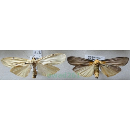 Lithosia quadra (Linnaeus, 1758) pair Porostnica czterokropka Czech32k